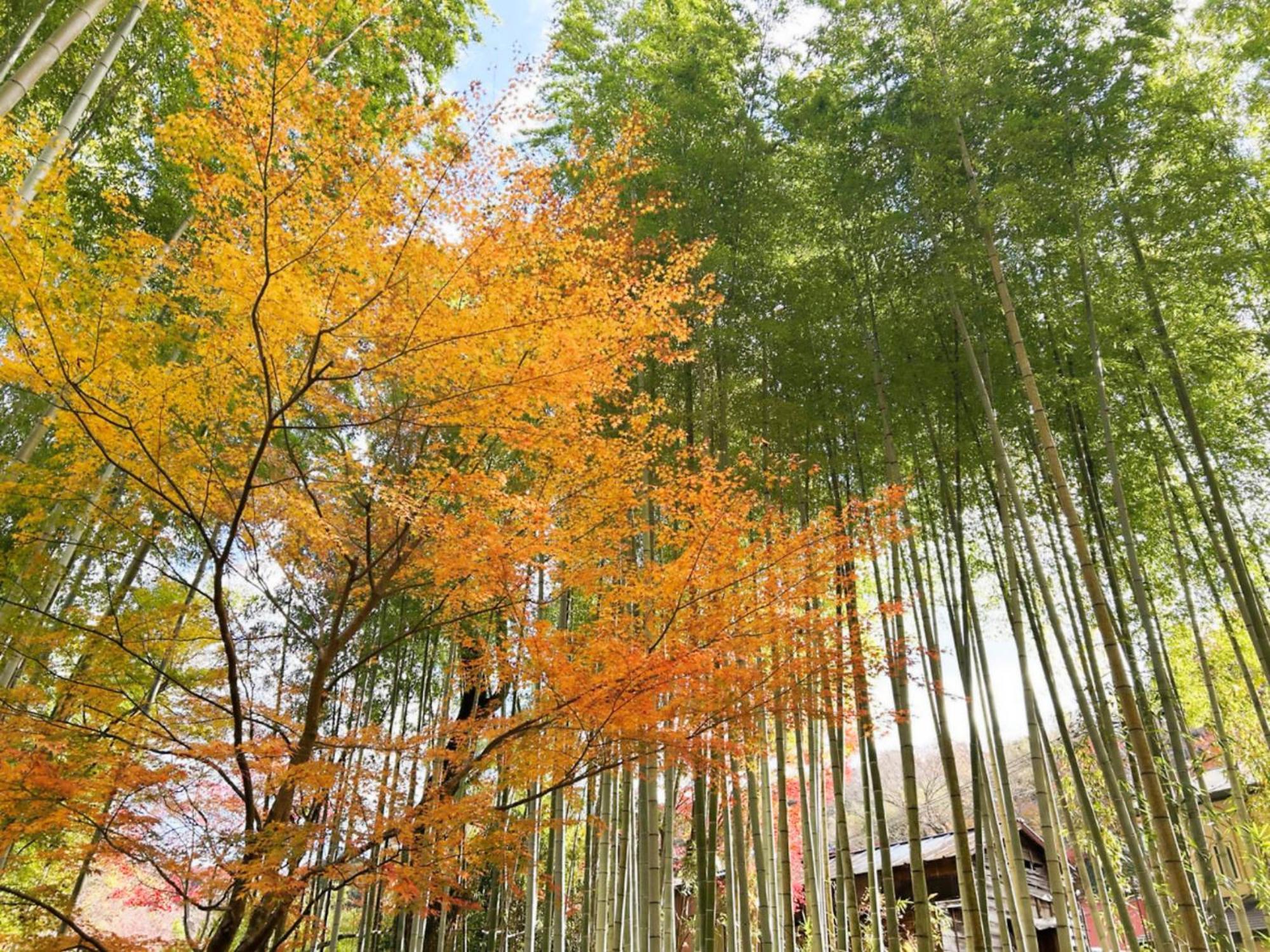 Shuzenji Onsen Hotel Takitei Izu  Eksteriør billede